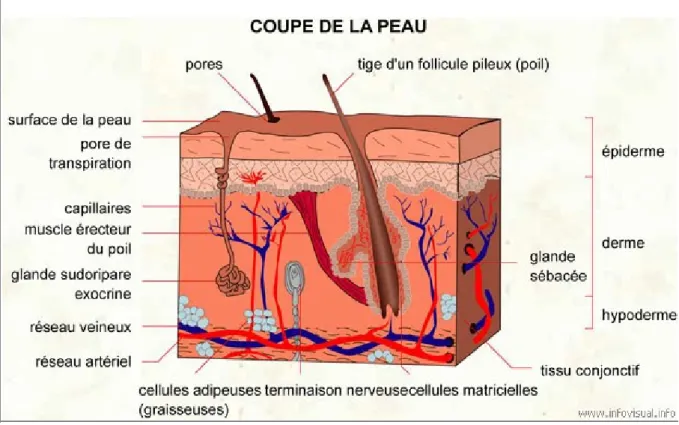 Figure 1 : Schéma d’une coupe de peau 4 . 