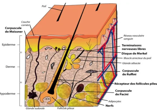 Figure 4 : Système nerveux de la peau 17 