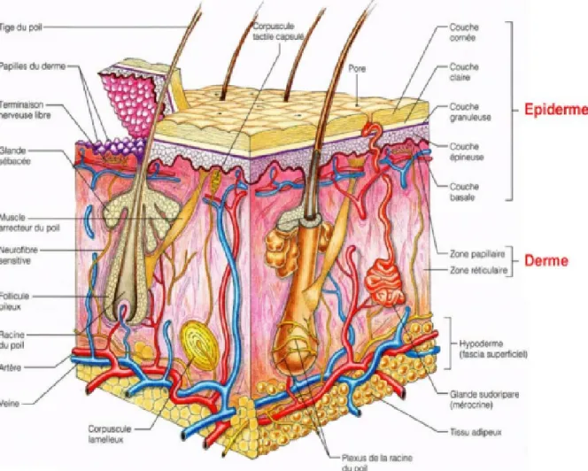 Figure 5 : Structure de la peau. Vue tridimensionnelle de la peau et des tissus sous-cutanés