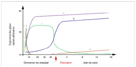 Figure 3: Expression des gènes de globines au cours du développement ontogénique [17] 