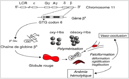 Figure 6: Mécanisme physiopathologique de base de la drépanocytose [24] 