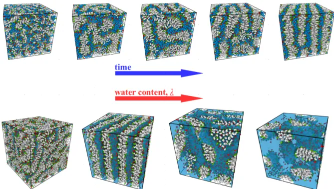 Figure 2.8: Top: An example of the time evolution (time window of 4 ns) of the unbiased ordered phase self-assembly, generated by our parametrization starting from a completely disordered system configuration (λ = 4 in this case)