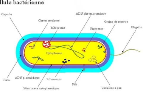 Figure 2: La structure générale d’une cellule bactérienne(11). 