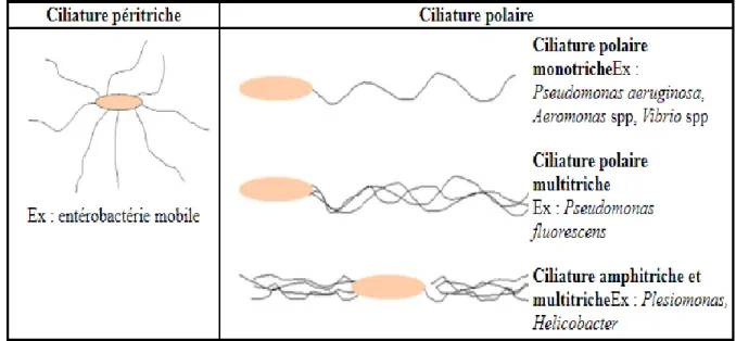 Figure 4: Les types de ciliature des bactéries(10) . 