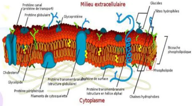 Figure 6: Les différents constituants de la membrane plasmique(13). 