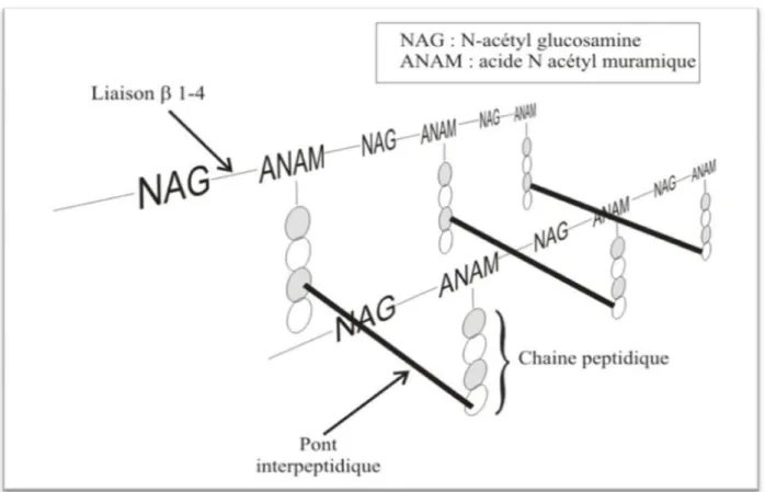 Figure 8: composition et structure du peptidoglycane chez diverses espèces  bactériennes(10)