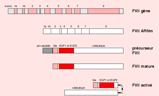 Figure 2 : Différentes étapes du gène FVII au FVII activé 
