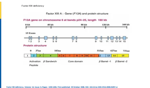 Figure 2: Facteur XIII A: gène ( F13A ) et structure protéique. 