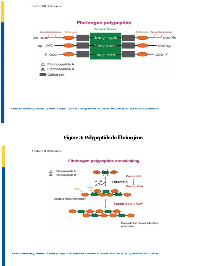 Figure 3: Polypeptide de fibrinogène. 