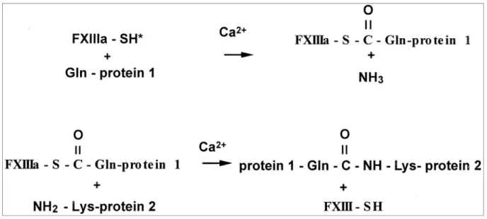 Figure 8: Réaction de réticulation catalysée par le facteur XIII activé. 