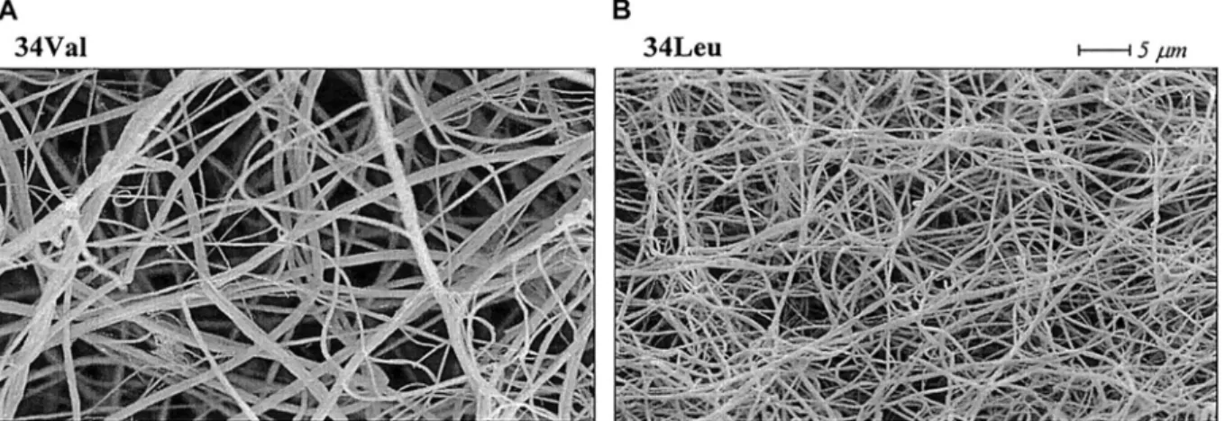 Figure 9: Effet du polymorphisme du facteur XIII Val34Leu sur la structure de la fibrine  réticulée