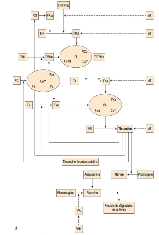 Figure 6 : schéma de la coagulation et fibrinolyse [1] 