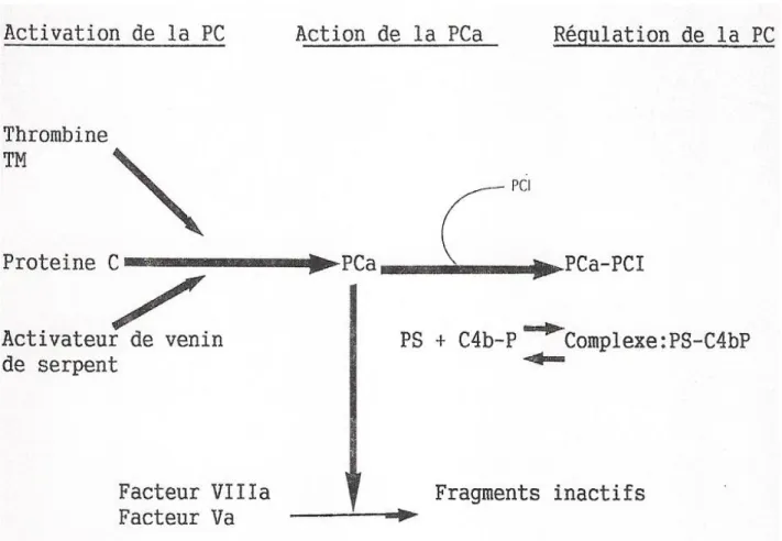 Figure 11: Regulation Du Systeme De La Pc 