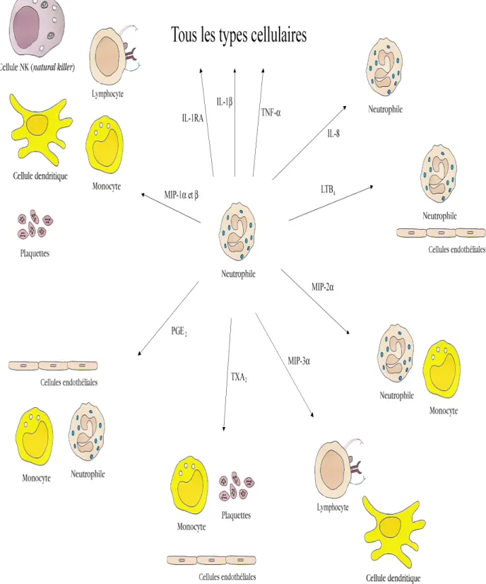 Figure 10: Interactions des médiateurs produits par le neutrophile avec les types cellulaires  l’environnant lors d’une réaction inflammatoire (18) 