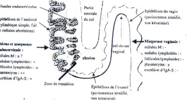 Figure 3 : organisation histologie et formations lymphoïdes du col utérin  [7]
