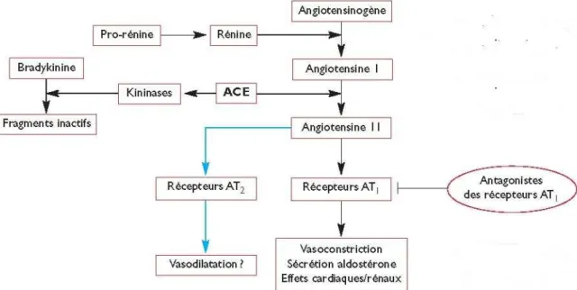 Figure 4: Système rénine angiotensine aldostérone, site d'action des sartans. ACE (enzyme de  conversion de l’angiotensine I) stimule aussi les kininases qui dégradent la bradykinine 