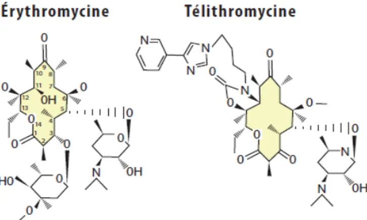 Figure 9 : Structure chimique de l’érythromycine et du télithromycine [26]. 