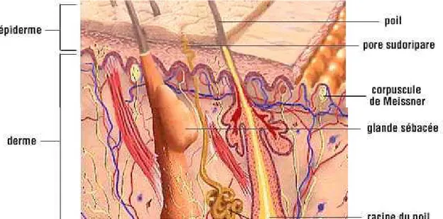 Figure 1 : Structure générale de la peau [4] 