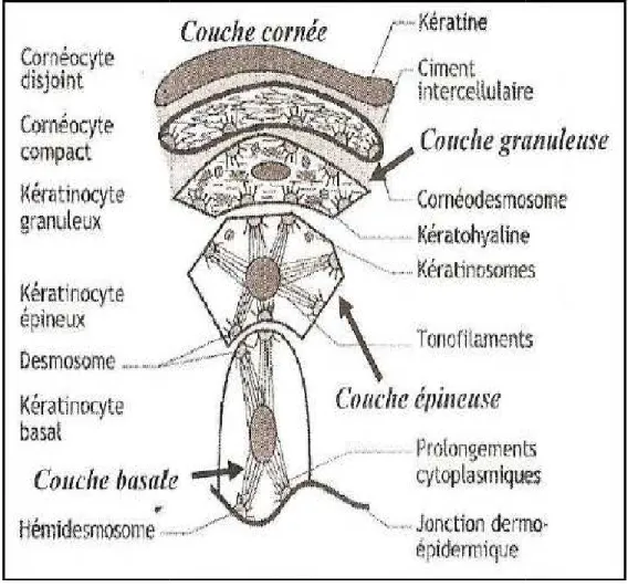 Figure 4: La kératinisation épidermique  [21]