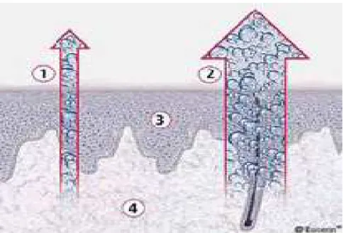 Figure  8 : Diagramme  schématique  montrant  le  mécanisme  de  la  PIE  et  l’eau  quittant une glande sudoripare