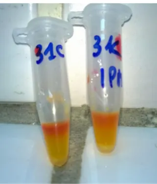 Figure 3: Résultat non interprétable du Carba NP Test 