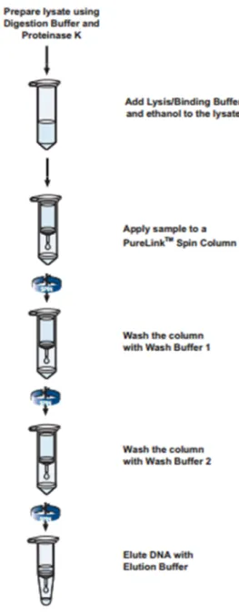 Figure 5: Résumé du protocole d'extraction de l'ADN 