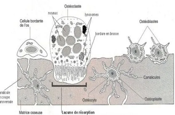 Figure  3 : Représentation de la matrice osseuse.[16] 
