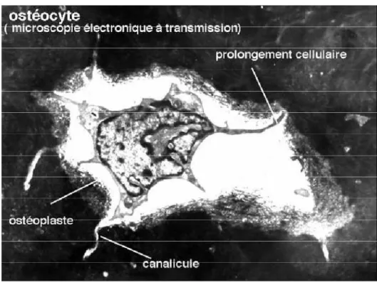 Figure .5 : Ostéocyte en microscopie électronique à transmission. 
