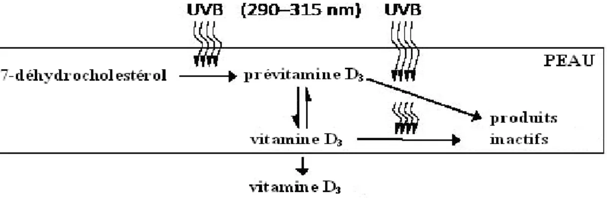 Figure 2 : Synthèse de la vitamine D3 à partir de la peau [11] 