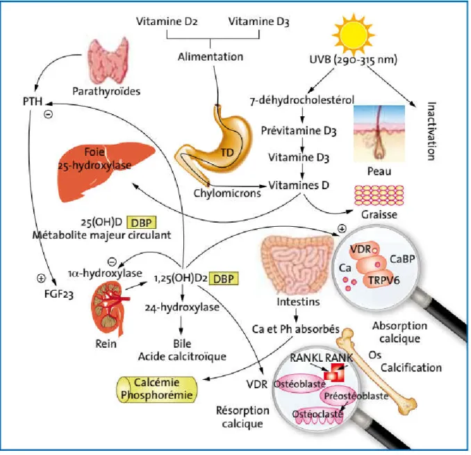 Figure 3: Les voies de métabolisme de la vitamine D[15] 