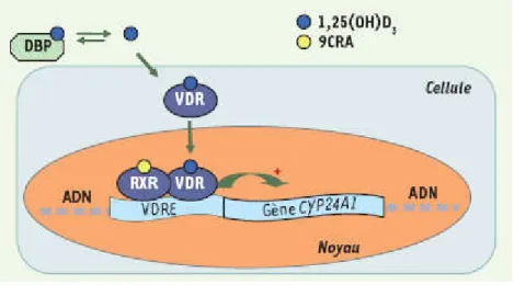 Figure 4: Mécanisme d'action de la forme active de la vitamine D[17] 