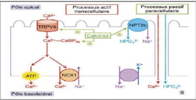 Figure 5 : Absorption intestinale du phosphate et du calcium [21] 