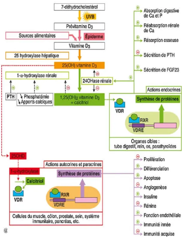Figure 7: Résumé du rôle physiologique de la vitamine D [21] 