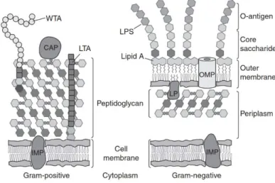Figure 1.  Depiction of Gram-positive  and Gram-negative cell envelopes.  