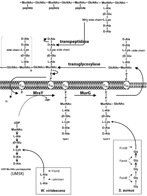 Figure 4.  Peptidoglycan synthesis in W. viridescens and S. aureus 