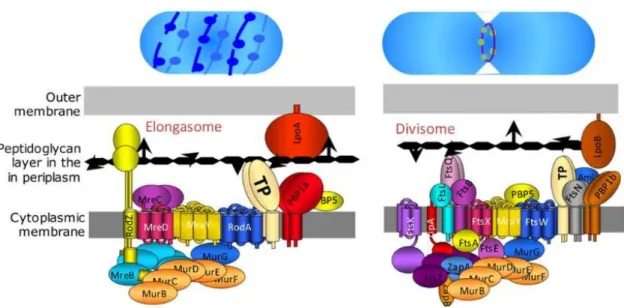 Figure 5.  Complexes responsible for PG synthesis in E. coli during lateral cell-wall growth and division