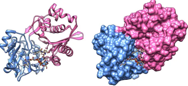 Figure 7.  Ribbon representation of FemX in complex with the UDP-MurNAc-pentapeptide.  