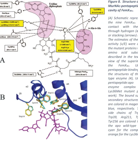 Figure 8.  Structure of the UDP- UDP-MurNAc-pentapeptide-binding  cavity of FemX Wv .  