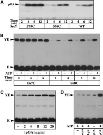 Figure 13.  SecY-plug movement during  preprotein translocation. 