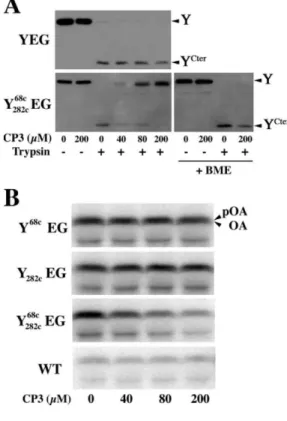 Figure 17.  The movement of the plug is essential for  protein translocation. 
