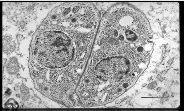 Figure 1 Toxoplasma gondii : Division d’un tachyzoïte [9] 