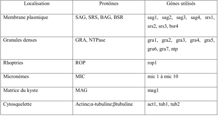 Tableau 1 :Principaux gènes de T. gondii utilisés dans l’étude du polymorphisme  génétique [16]