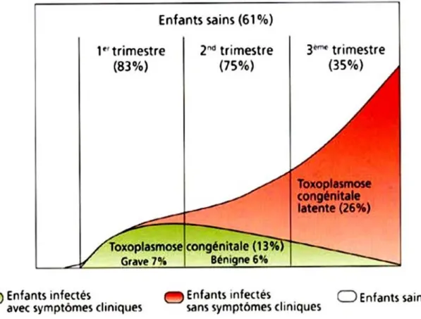Figure 7  Risque de transmission et gravité de la toxoplasmose congénitale en fonction  du terme de la grossesse [38]