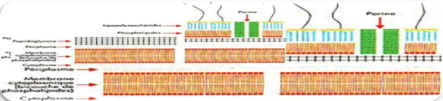 Figure 1 : La paroi bactérienne [6] 