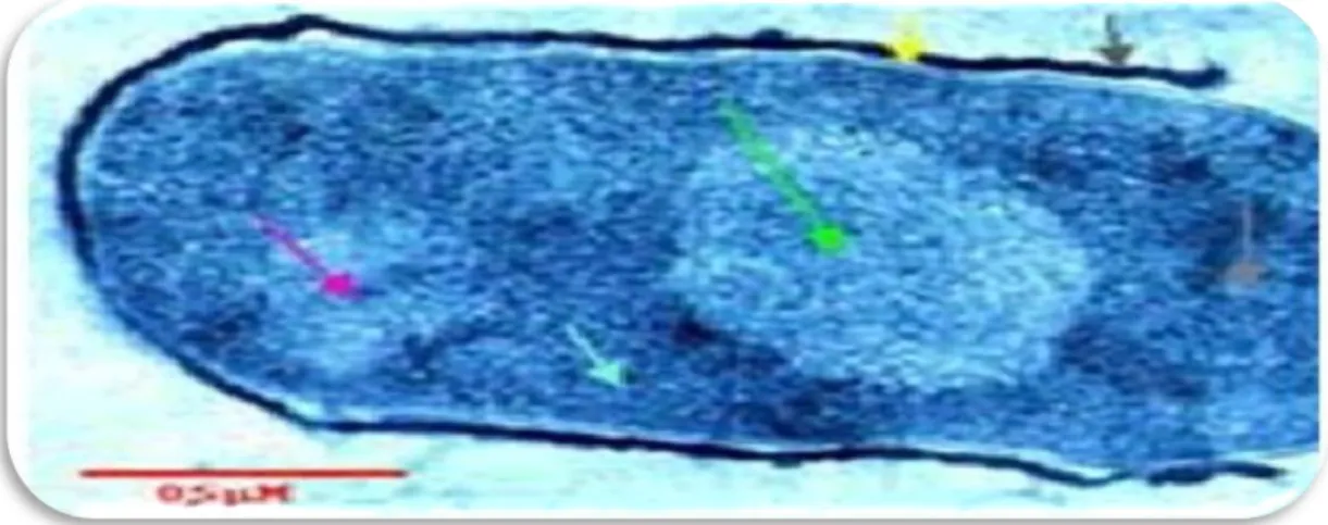 Figure 2 : Cytoplasme bactérien [6]  