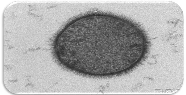 Figure 4 : Glycocalyx de Bacillus subtilis [10] 