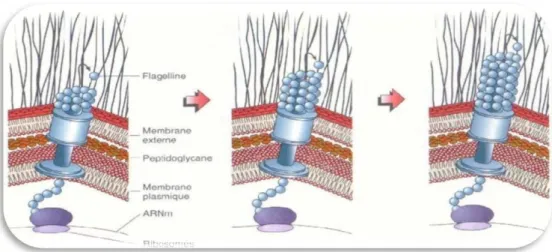 Figure 5 : Croissance des filaments flagellaires [6] 