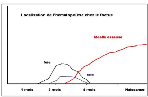 Figure 1 : Localisation de l’hématopoïèse chez le fœtus 