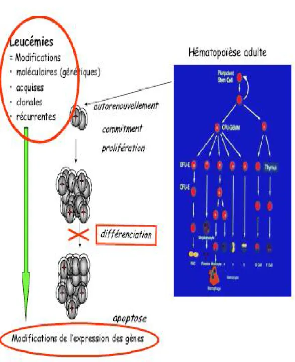 Figure 3: Mécanisme de la leucémogenèse  [23] 