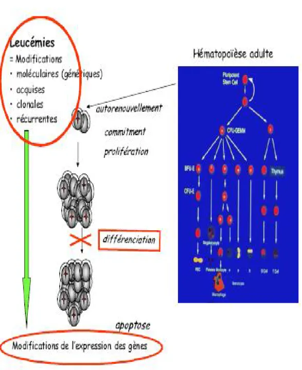 Figure 3: Mécanisme de la leucémogenèse  [23] 